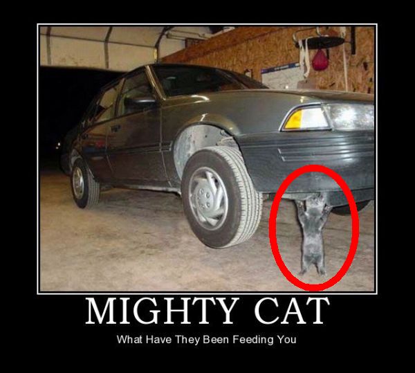 Who Needs Jack Stands When You Have Mighty Cat