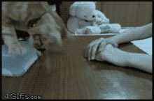 Use the Human