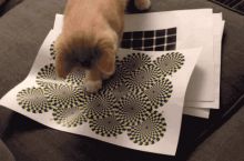 Cat getting mindf***ed