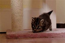 That adorable little waddle