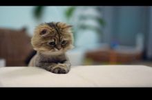 Philosopher Cat