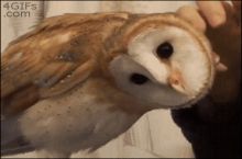 Owls are f*cking awesome!