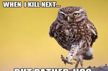 Danger and puns