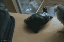 This bird is an a**hole.