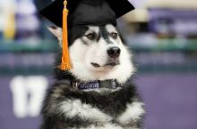 Graduation dog