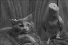 Parroting done wrong