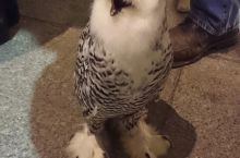 Look at this adorable owl that just landed in my backyard!
