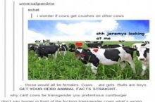 Cow crushes