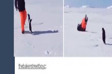 The penguin really deserves it