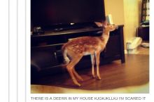 You see a cute woodland friend, I see dinner