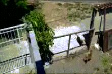 That dog's a true inspiration to us all