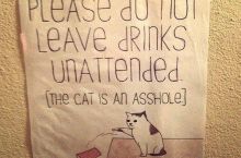 The cat is an asshole