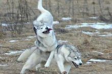 damnit moon moon..