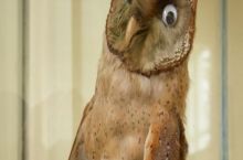 Hoot b*tch Hoot!