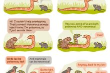 venomous and poison but ratehr safe you life