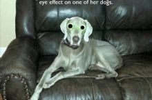 Creating Alien Dog in 3 easy steps ...