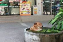 Dog: I do not trust my travel agent.
