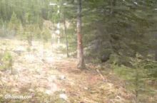 f*cking love trees!