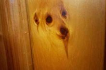 Woody the dog