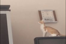 My cat ancestors believe in me