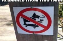 Seriously this dog seems so awesome