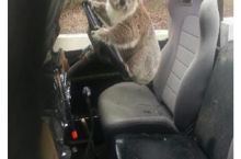 Meanwhile in Australia..