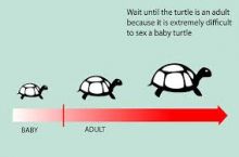 That biology blog is weird, but useful.