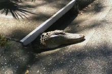 Florida sewer Rat.