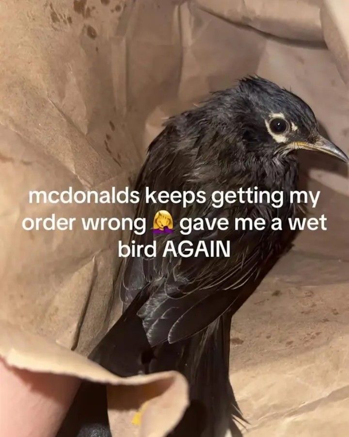McBird