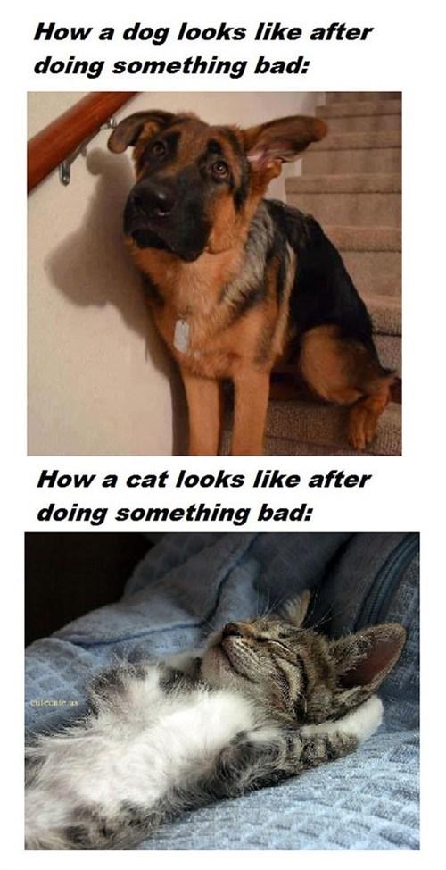 Dogs vs Cats