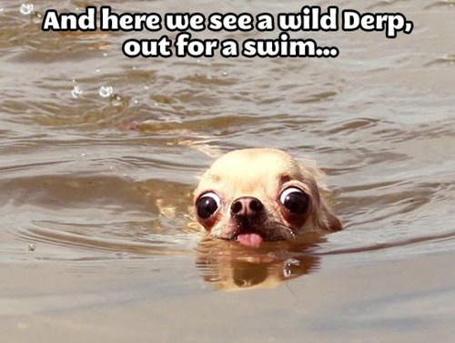 Le wild derp appears