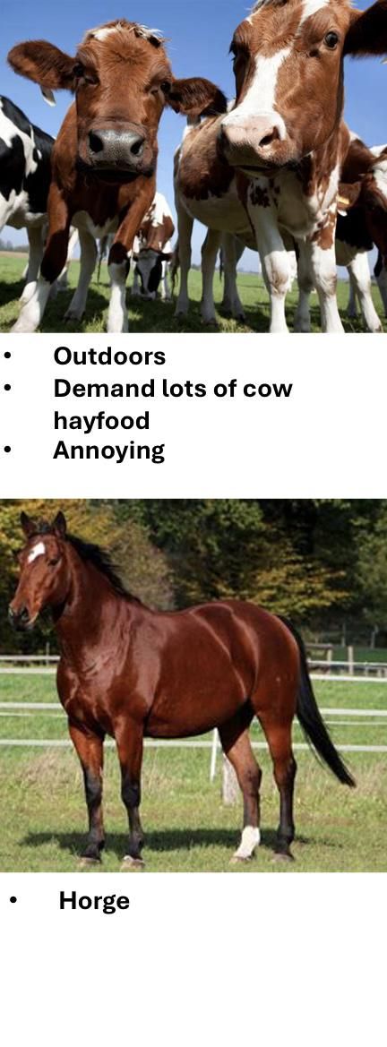 Cow or Horge? Yuo deseyed