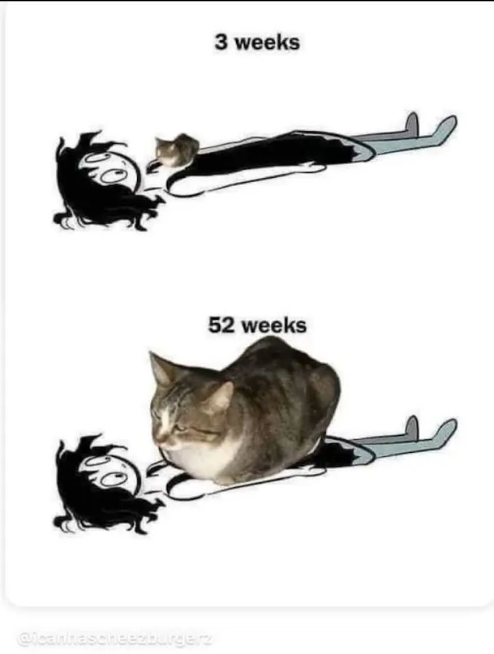 camt /⁠ᐠ⁠｡⁠ꞈ⁠｡⁠ᐟ⁠\