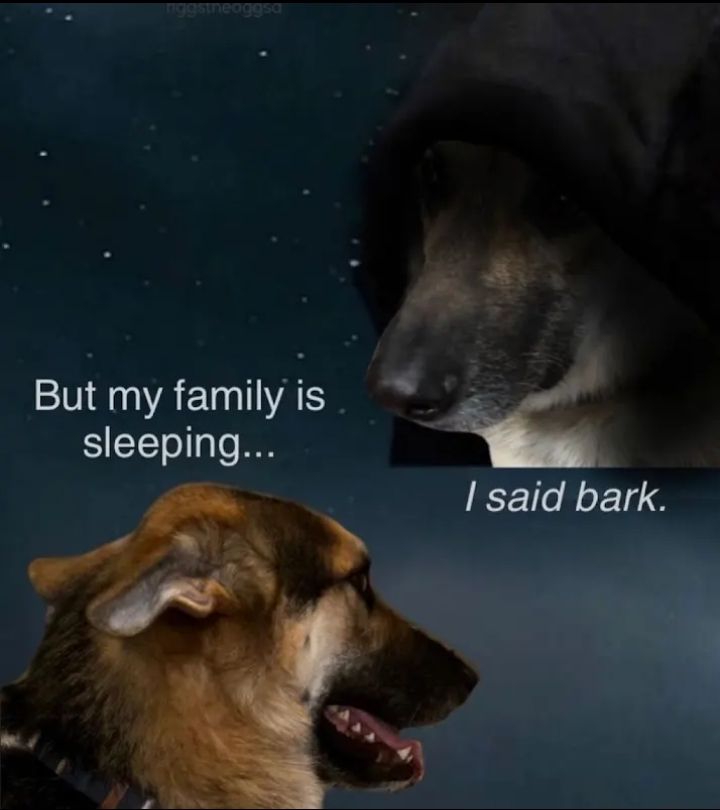 Cats are better than dogs