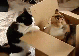 My box, f-ggot.