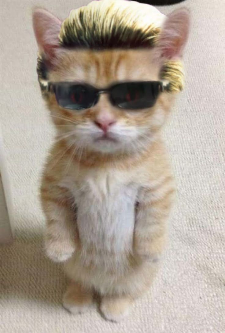 Alberdudders Wiskers, the Resident who is Evil