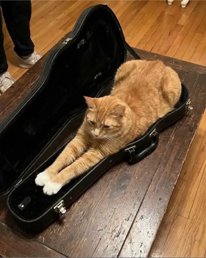 Yes Patrick, a cat is a musical instrument