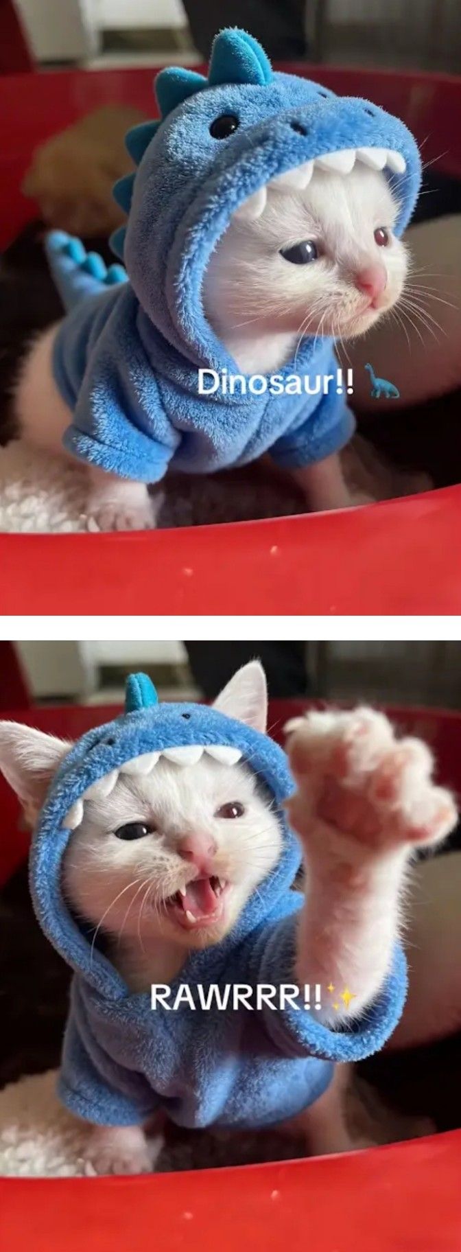 ฅ⁠^⁠•⁠ﻌ⁠•⁠^⁠ฅ