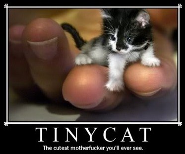 Tinycat