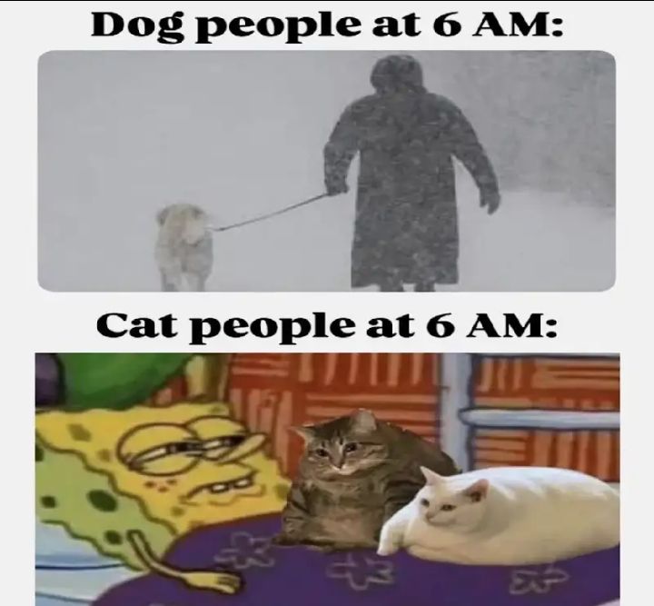 God I love cats so much