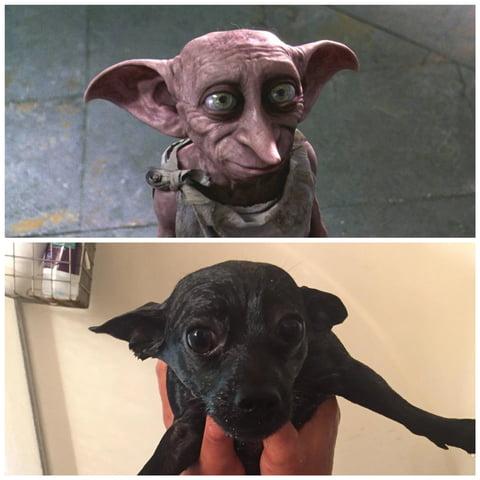 New Harry Potter cast