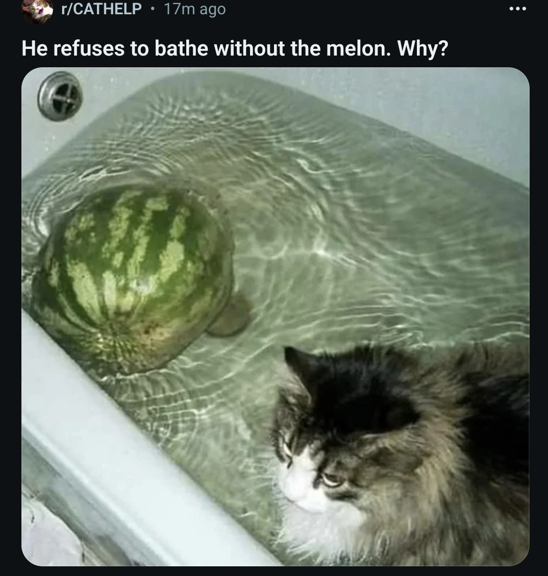 Cats are strange creatures