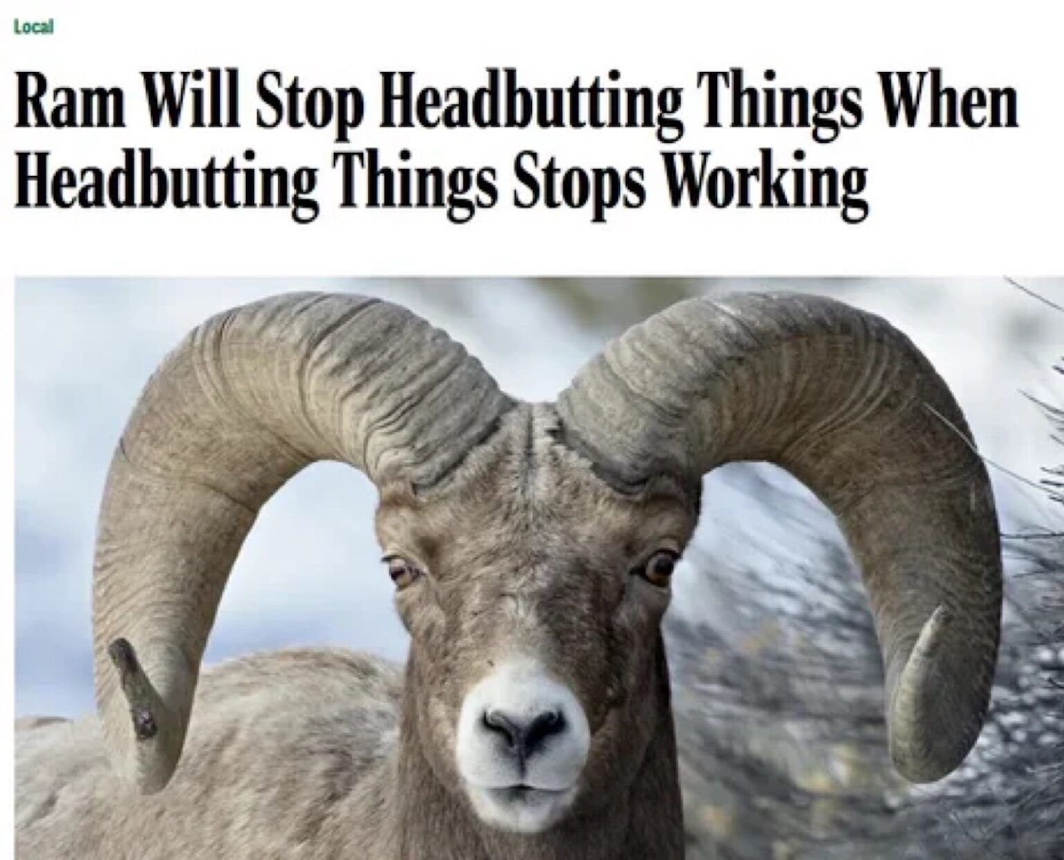 That's how life sometimes works, doesn't it. I think I'm centering in on animal-posts for now.