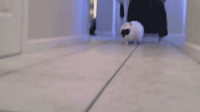Fat cat running