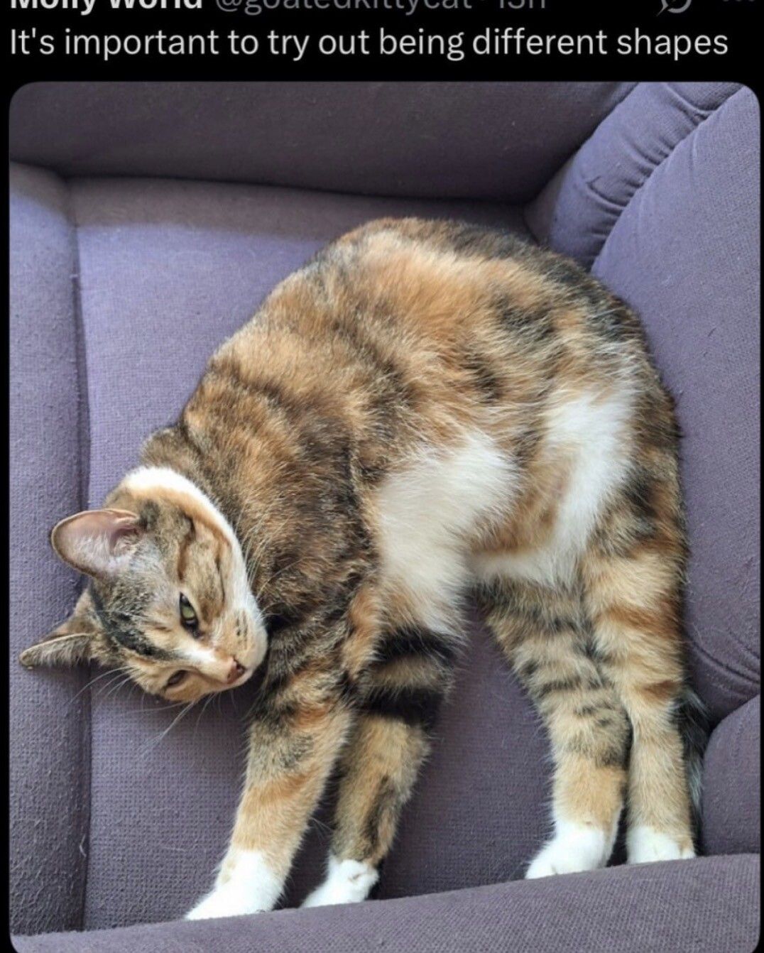 This one's called "the dromedary"