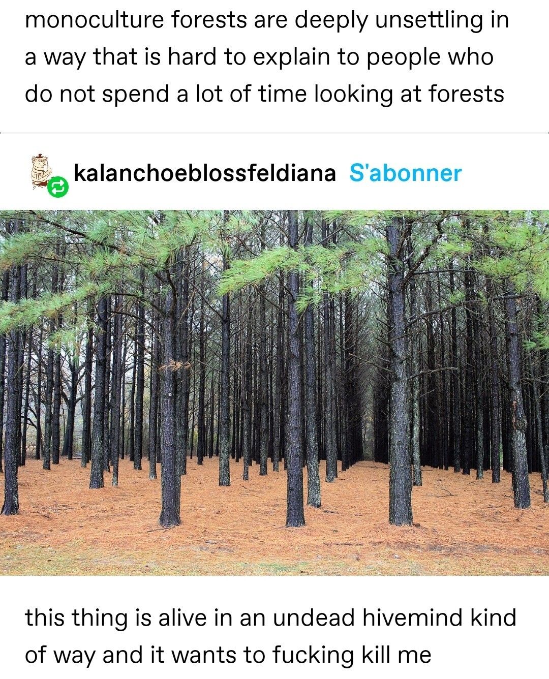 In the pines, in the pines, where the sun don't ever shine