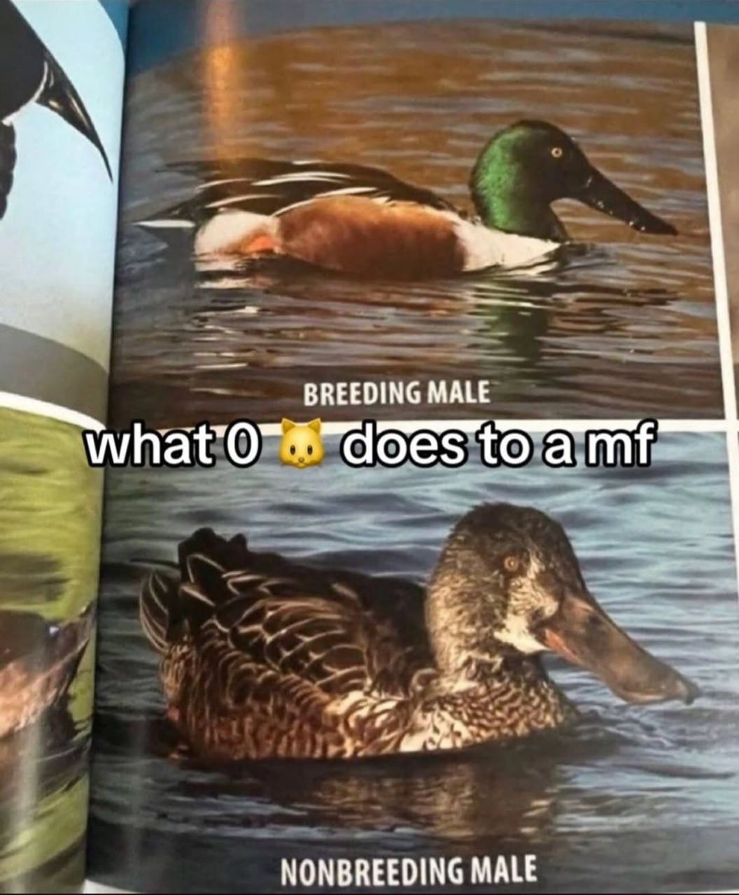 Where is Migalhas anyways?