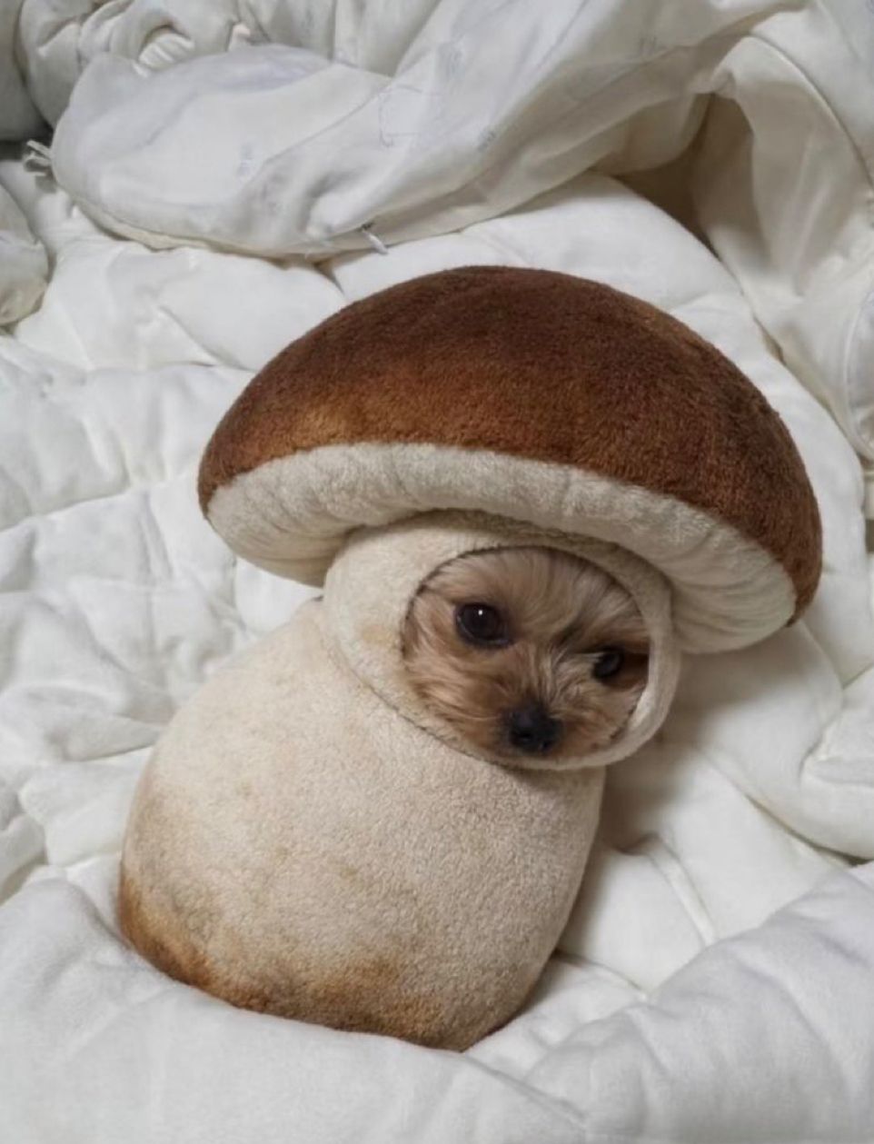 "All by mycelium"/"*** mycelium life"