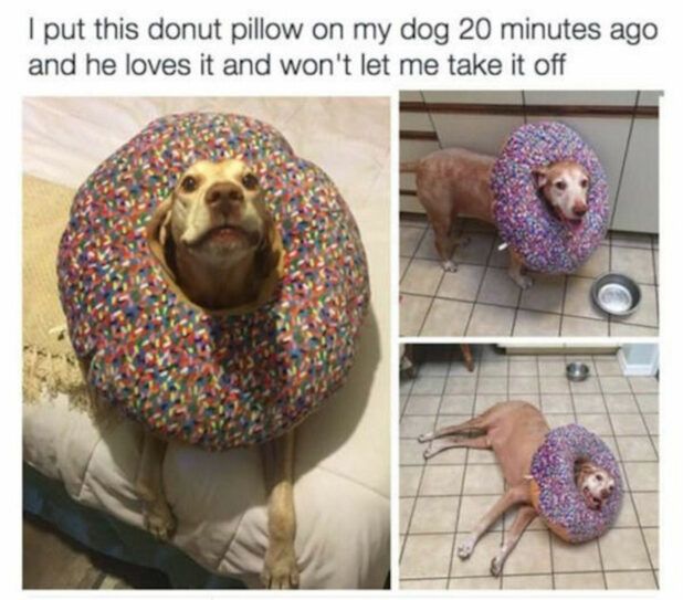 We were sure to get him once we accepted butter dog
