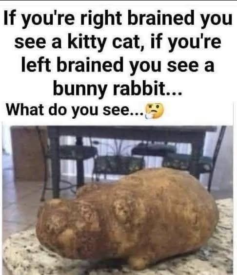 Hippopotatomus